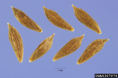 prickly lettuce, Lactuca serriola  (Asterales: Asteraceae) - 5307076