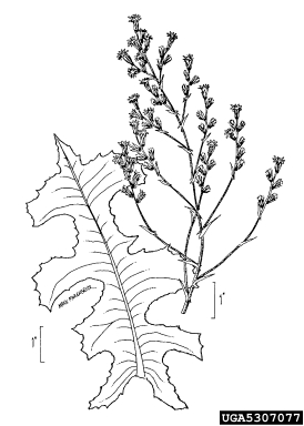prickly lettuce, Lactuca serriola  (Asterales: Asteraceae) - 5307077