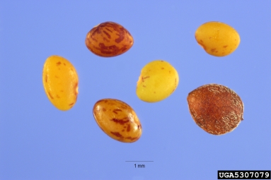 sericea lespedeza, Lespedeza cuneata  (Fabales: Fabaceae (Leguminosae)) - 5307079