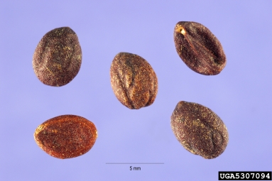 European privet, Ligustrum vulgare  (Scrophulariales: Oleaceae) - 5307094