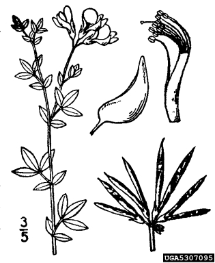 birdsfoot trefoil, Lotus corniculatus  (Fabales: Fabaceae (Leguminosae)) - 5307095