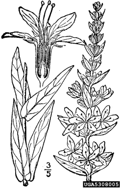 purple loosestrife, Lythrum salicaria  (Myrtales: Lythraceae) - 5308005