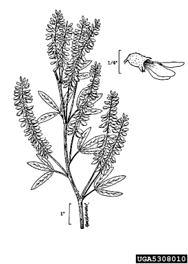 yellow sweetclover, Melilotus officinalis  (Fabales: Fabaceae (Leguminosae)) - 5308010