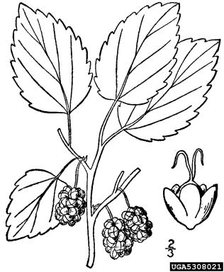 white mulberry, Morus alba  (Urticales: Moraceae) - 5308021