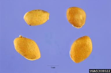 white mulberry, Morus alba  (Urticales: Moraceae) - 5308022