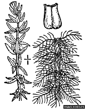twoleaf watermilfoil, Myriophyllum heterophyllum  (Haloragales: Haloragaceae) - 5308025