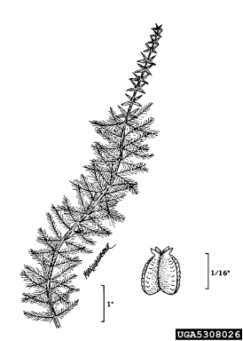 twoleaf watermilfoil, Myriophyllum heterophyllum  (Haloragales: Haloragaceae) - 5308026