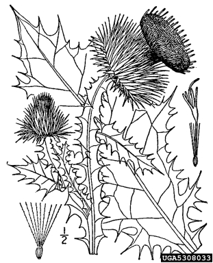 Scotch thistle, Onopordum acanthium  (Asterales: Asteraceae) - 5308033