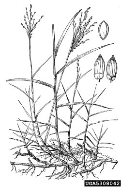 torpedograss, Panicum repens  (Cyperales: Poaceae) - 5308042