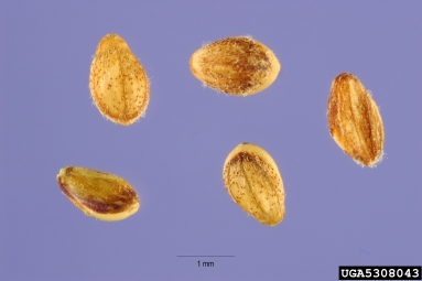 torpedograss, Panicum repens  (Cyperales: Poaceae) - 5308043