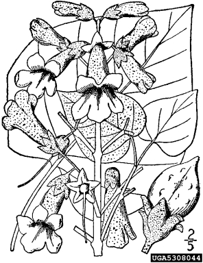 princesstree, Paulownia tomentosa  (Scrophulariales: Scrophulariaceae) - 5308044