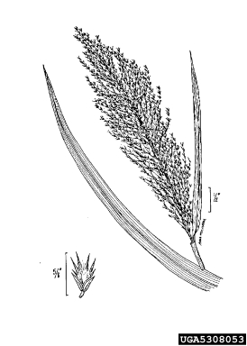common reed, Phragmites australis  (Cyperales: Poaceae) - 5308053