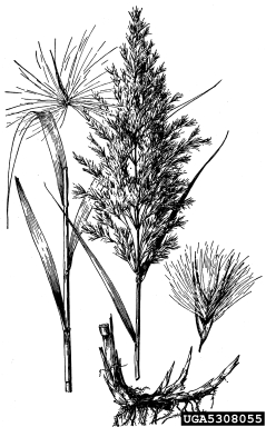 common reed, Phragmites australis  (Cyperales: Poaceae) - 5308055