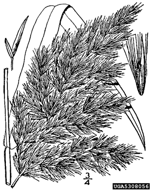 common reed, Phragmites australis  (Cyperales: Poaceae) - 5308056
