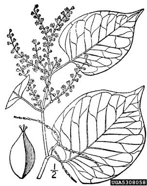 Japanese knotweed, Fallopia japonica  (Polygonales: Polygonaceae) - 5308058