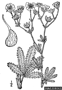 sulfur cinquefoil, Potentilla recta  (Rosales: Rosaceae) - 5308063