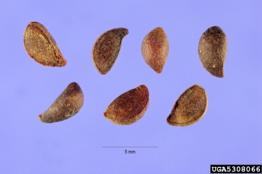 Callery pear (Bradford pear), Pyrus calleryana  (Rosales: Rosaceae) - 5308066