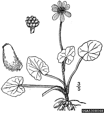 lesser celandine, fig buttercup, Ficaria verna  (Ranunculales: Ranunculaceae) - 5308068