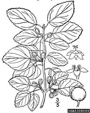 European buckthorn, Rhamnus cathartica  (Rhamnales: Rhamnaceae) - 5308069