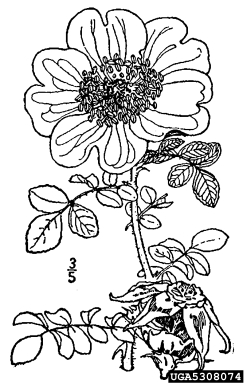 Macartney rose, Rosa bracteata  (Rosales: Rosaceae) - 5308074