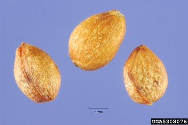 multiflora rose, Rosa multiflora  (Rosales: Rosaceae) - 5308076