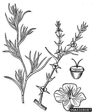 Russian-thistle, Salsola tragus  (Caryophyllales: Chenopodiaceae) - 5308087