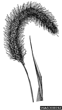 giant foxtail, Setaria faberi  (Cyperales: Poaceae) - 5308092