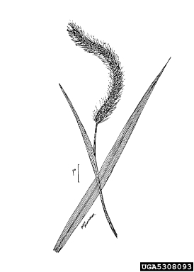 giant foxtail, Setaria faberi  (Cyperales: Poaceae) - 5308093