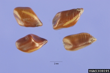 sicklepod, Senna obtusifolia  (Fabales: Fabaceae (Leguminosae)) - 5308095