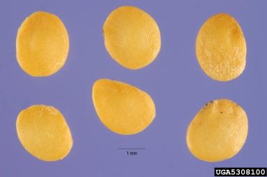 horsenettle, Solanum carolinense  (Solanales: Solanaceae) - 5308100