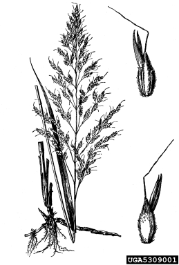 johnsongrass, Sorghum halepense  (Cyperales: Poaceae) - 5309001