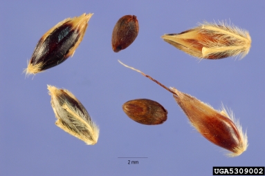 johnsongrass, Sorghum halepense  (Cyperales: Poaceae) - 5309002