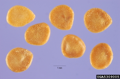 turkeyberry, Solanum torvum  (Solanales: Solanaceae) - 5309005