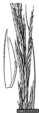 smooth cordgrass, Spartina alterniflora  (Cyperales: Poaceae) - 5309006