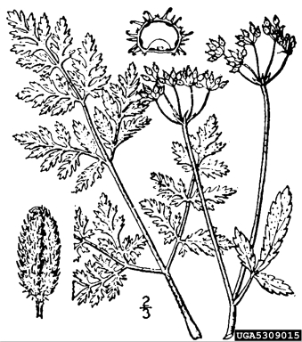 Japanese hedgeparsley, Torilis japonica  (Apiales: Apiaceae) - 5309015