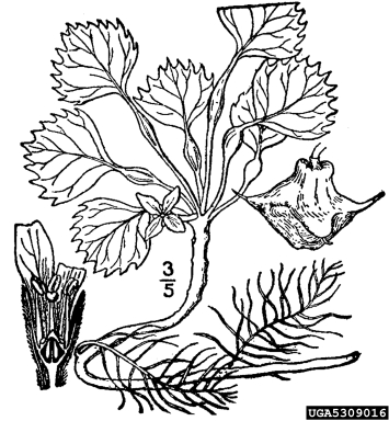 water-chestnut, Trapa natans  (Myrtales: Trapaceae) - 5309016