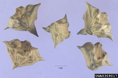 water-chestnut, Trapa natans  (Myrtales: Trapaceae) - 5309017