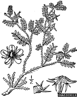 puncturevine, Tribulus terrestris  (Sapindales: Zygophyllaceae) - 5309019