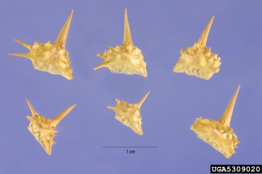 puncturevine, Tribulus terrestris  (Sapindales: Zygophyllaceae) - 5309020