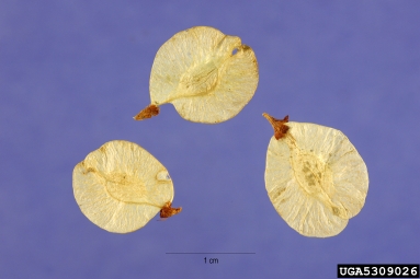 Siberian elm, Ulmus pumila  (Urticales: Ulmaceae) - 5309026