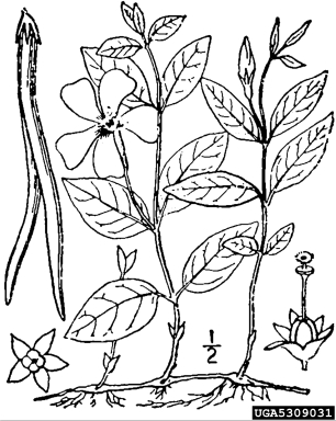 common periwinkle, Vinca minor  (Gentianales: Apocynaceae) - 5309031