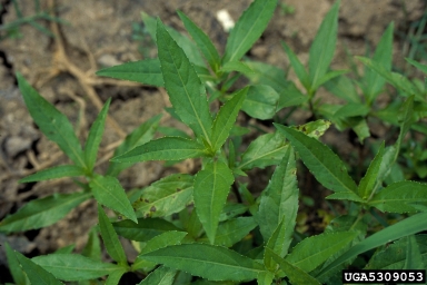 eclipta, Eclipta prostrata  (Asterales: Asteraceae) - 5309053