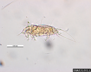 honey bee mite, Acarapis woodi  (Acari: Tarsonemidae) - 5310011