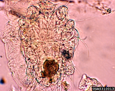 honey bee mite, Acarapis woodi  (Acari: Tarsonemidae) - 5310013