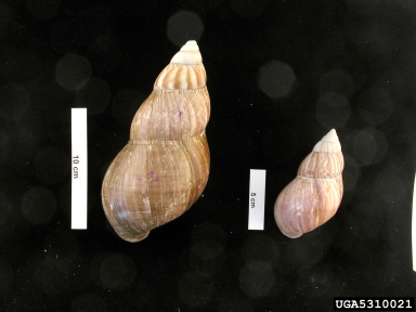 giant East African snail, Achatina fulica  (Stylommatophora: Achatinidae) - 5310021