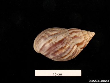 land snail, Achatina lamarerii  (Stylommatophora: Achatinidae) - 5310023