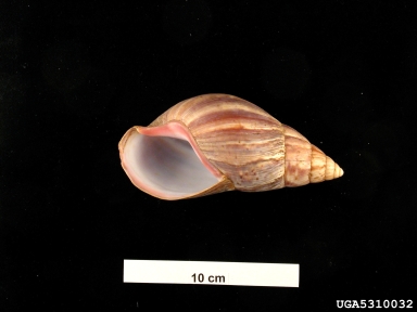 African Land Snail, Achatina panthera  (Stylommatophora: Achatinidae) - 5310032