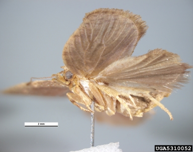 summer fruit tortrix moth, Adoxophyes orana  (Lepidoptera: Tortricidae) - 5310052
