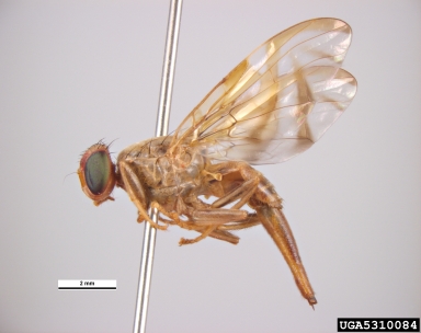 Mexican fruit fly, Anastrepha ludens  (Diptera: Tephritidae) - 5310084