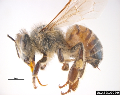honey bee, Apis mellifera  (Hymenoptera: Apidae) - 5310099